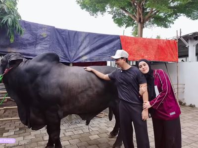 Haru! Momen Perpisahan Sonny Septian dan Fairuz dengan Sapi Kurban 1,2 Ton