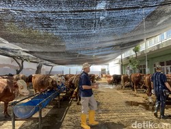 RPH Surabaya Layani Pemotongan 189 Hewan Kurban Idul Adha 2025