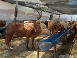 Baru Setengah Tahun, Retribusi RPH di Mataram Tembus 75 Persen