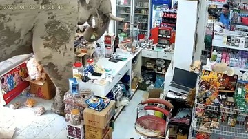 Gajah Liar Masuk Toko di Thailand, Pilih-pilih Camilan dan Menyantapnya