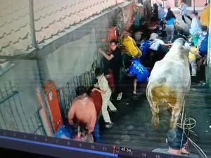 Sapi di Bandung Ngamuk Seruduk Warga, Ada Anak-anak Alami Patah Tulang