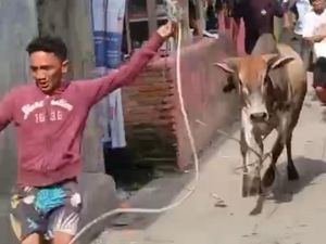 Viral Sapi Kurban di Belawan Kabur hingga Hampir Terjun ke Laut Viral Sapi Kurban di Belawan Kabur hingga Hampir Terjun ke Laut