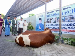 Ibas Kurban 1 Ekor Sapi di Pacitan: Semoga Bawa Keberkahan