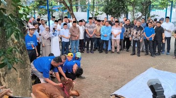 AHY Serahkan Sapi Limosin Berat 1,2 Ton untuk Disembelih di DPP Demokrat