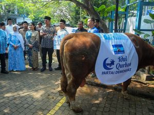 AHY Serahkan Sapi Limosin 1,2 Ton untuk Kurban AHY Serahkan Sapi Limosin 1,2 Ton untuk Kurban