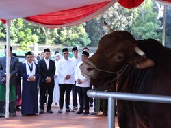 APPSI Apresiasi Prabowo Beli 985 Sapi untuk Kurban Idul Adha