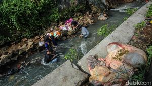 Cuci Jeroan di Kali Jadi Tradisi Idul Adha di Depok