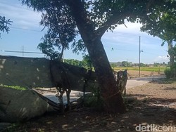 Video: Detik-detik Sapi Kurban di Klaten Berdiri Lagi Usai Disembelih