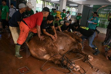 Istiqlal Potong 136 Hewan Kurban, Termasuk Sapi Prabowo