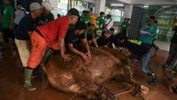 Istiqlal Potong 136 Hewan Kurban, Termasuk Sapi Prabowo