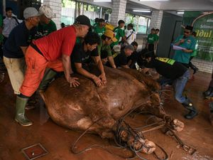Istiqlal Potong 136 Hewan Kurban, Termasuk Sapi Prabowo Istiqlal Potong 136 Hewan Kurban, Termasuk Sapi Prabowo