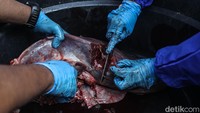 Dokter Bagikan Cara Sehat Menyantap Daging Kurban, Bebas Derita Kolesterol-Asam Urat