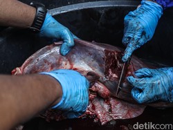 Apakah Daging Kurban Boleh Dijual? Begini Kata Ulama