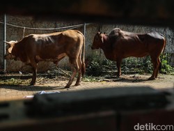 Kurban atas Nama Orang Meninggal, Bolehkah Dimakan Keluarga?
