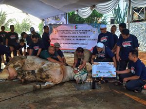 Antusias Santri Ponpes Assalam Lihat Sapi Jumbo Prabowo Disembelih Antusias Santri Ponpes Assalam Lihat Sapi Jumbo Prabowo Disembelih