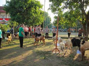 Berapa Minimal Usia Domba, Kambing dan Sapi yang Sah untuk Kurban?