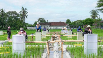 Dukung Ketahanan Pangan, Pemkab Banyuwangi Kembangkan Beras Biofortifikasi