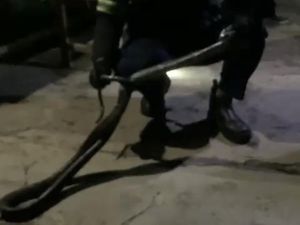 Penampakan King Cobra 2,5 Meter Dievakuasi Damkar di Kantin SMKN 2 Palopo Penampakan King Cobra 2,5 Meter Dievakuasi Damkar di Kantin SMKN 2 Palopo