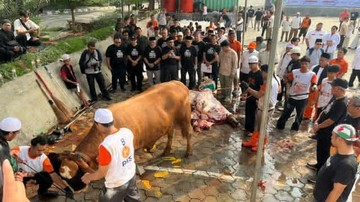 PKS Sembelih 4.294 Sapi dan 5.453 Kambing Kurban, Akan Dibagi ke Masyarakat