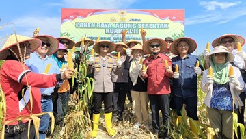 Dukung Swasembada Pangan, Polres Bengkalis Riau Panen 2 Ton Jagung