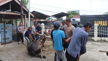 Rayakan Idul Adha Bersama Warga, Polres Dumai Salurkan Ratusan Daging Kurban