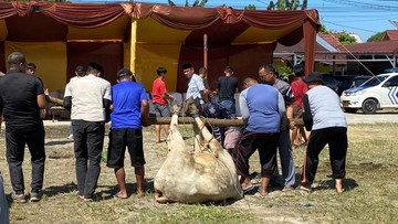 Polresta Pekanbaru Potong 18 Hewan Kurban, Langsung Disalurkan ke Warga