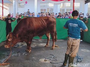 Momen Petugas Kewalahan Sembelih Sapi Prabowo di Sukabumi Momen Petugas Kewalahan Sembelih Sapi Prabowo di Sukabumi
