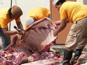 Puluhan Hewan Kurban Disalurkan untuk Warga