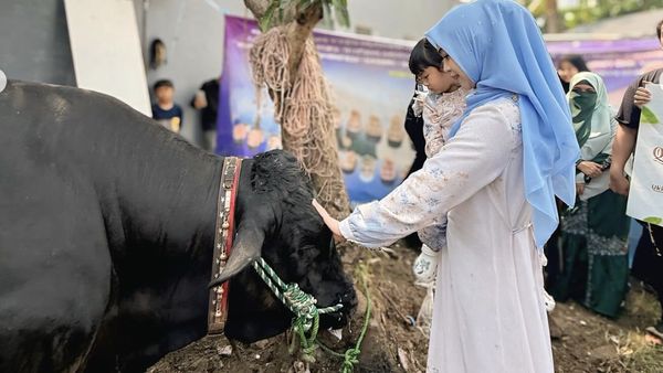 Ria Ricis dan Moana Saksikan Proses Penyembelihan Kurban Sapi Miliknya