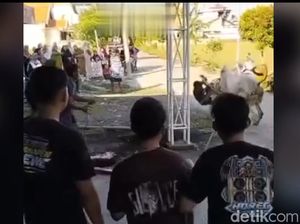 Viral Sapi Ngamuk di Lamongan Tendang Warga Lalu Terperosok ke Sawah Viral Sapi Ngamuk di Lamongan Tendang Warga Lalu Terperosok ke Sawah