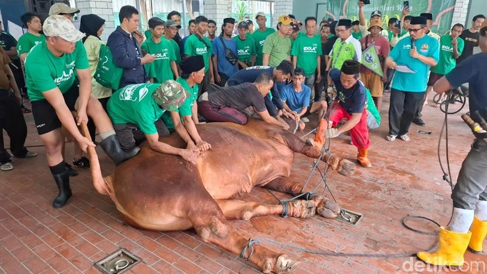 Sapi Kurban Prabowo-Gibran di Masjid Istiqlal Disembelih Hari Ini. (Belia/detikcom) Sapi Kurban Prabowo-Gibran di Masjid Istiqlal Disembelih Hari Ini. (Belia/detikcom)