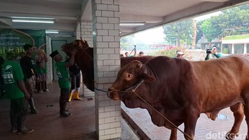 Apakah Panitia Kurban Boleh Makan Daging Kurban? Simak Hukumnya!