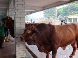 Daging Kurban Prabowo-Gibran di Istiqlal akan Dinikmati 2 Ribu Anak Yatim