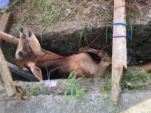 Sapi Kurban Lepas Masuk Parit di Lampung, Damkar Turun Tangan Sapi Kurban Lepas Masuk Parit di Lampung, Damkar Turun Tangan