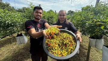 Teknisi Kini Jadi Petani Cabai, Penghasilannya Bisa Ratusan Juta Sebulan!