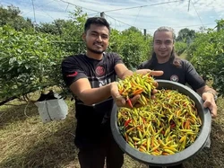 Teknisi Kini Jadi Petani Cabai, Penghasilannya Bisa Ratusan Juta Sebulan!
