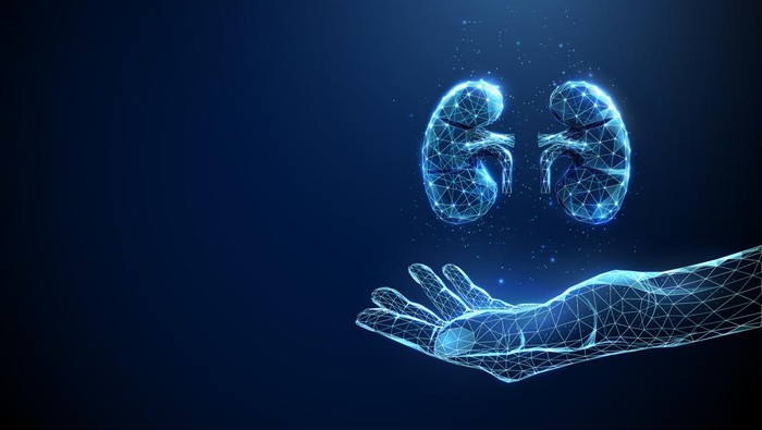 Abstract giving hand with human kidneys. Healthcare medical concept. Low poly futuristic technology digital neon style. Geometric background. Wireframe light connection structure. 3d graphic. Vector.