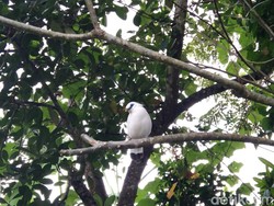 Video: Yang Perlu Kamu Tahu soal Wisata Kampung Jalak Bali
