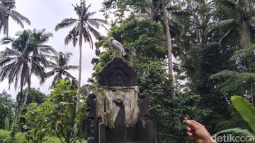 Di Kampung Ini Jalak Bali Dikonservasi dengan Adat dan Gotong-royong Warga