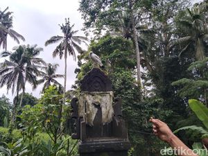 Di Kampung Ini Jalak Bali Dikonservasi dengan Adat dan Gotong-royong Warga Di Kampung Ini Jalak Bali Dikonservasi dengan Adat dan Gotong-royong Warga