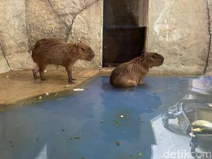 Semarang Zoo Beri Diskon Khusus buat Lulusan TK-SMA, Ini Syaratnya Semarang Zoo Beri Diskon Khusus buat Lulusan TK-SMA, Ini Syaratnya