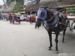 Cek di Sini, Info Terbaru Tarif Sewa Kuda di Berastagi