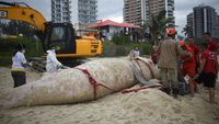 Paus Bungkuk Sepanjang 6 Meter Ditemukan Mati di Pantai Rio