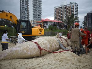 Paus Bungkuk Sepanjang 6 Meter Ditemukan Mati di Pantai Rio Paus Bungkuk Sepanjang 6 Meter Ditemukan Mati di Pantai Rio