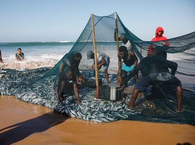 Potret Nelayan Serbu Pantai Saat Laut Durban Panen Sarden