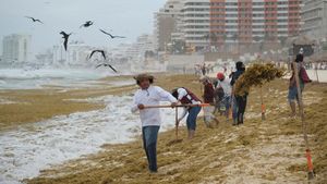 Rumput Laut Serbu Pantai Cancun, Pekerja Berjuang Bersihkan Garis Pantai