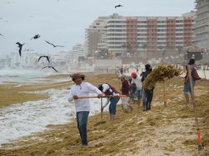 Rumput Laut Serbu Pantai Cancun, Pekerja Berjuang Bersihkan Garis Pantai Rumput Laut Serbu Pantai Cancun, Pekerja Berjuang Bersihkan Garis Pantai