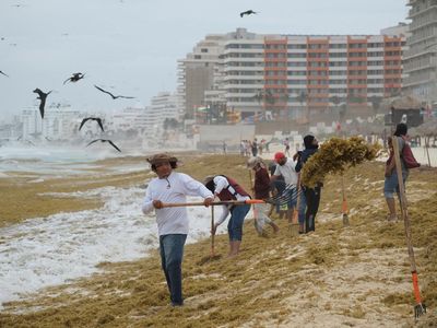 Rumput Laut Serbu Pantai Cancun, Pekerja Berjuang Bersihkan Garis Pantai