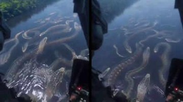 Viral! Sungai Penuh Anaconda Dilihat dari Helikopter, Asli atau AI?