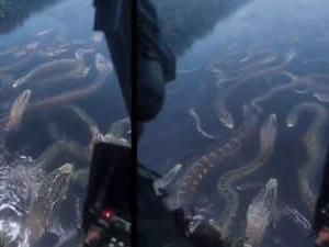 Viral! Sungai Penuh Anaconda Dilihat dari Helikopter, Asli atau AI?